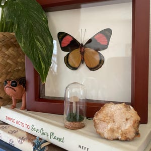 Tiny Clay Mushroom in Glass Cloche for Nature Lovers