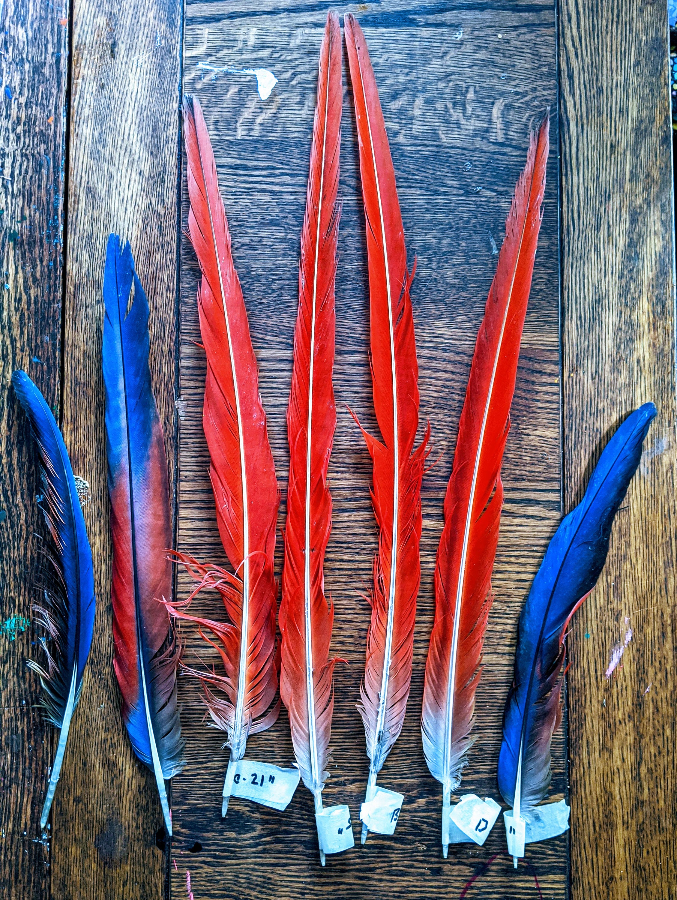 Scarlet Macaw Tail Feathers Full Set of 7 Naturally Molted Etsy