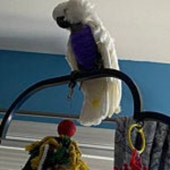 macaw sweater