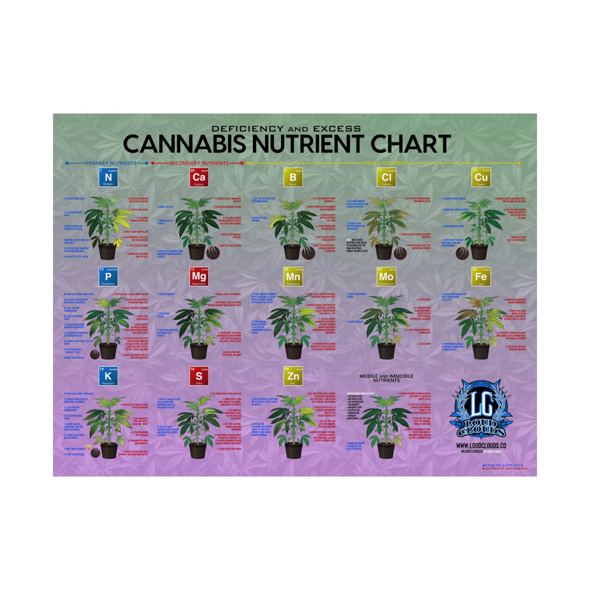 cat palm plant Cat Palm – Interior Gardens main image 0