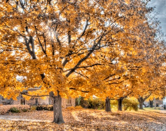 FALL AUTUMN TREE Hdr Photography Photo Print Home Decor Photo Print Green Bay Wisconsin Photography Fall Scene Autumn Decor