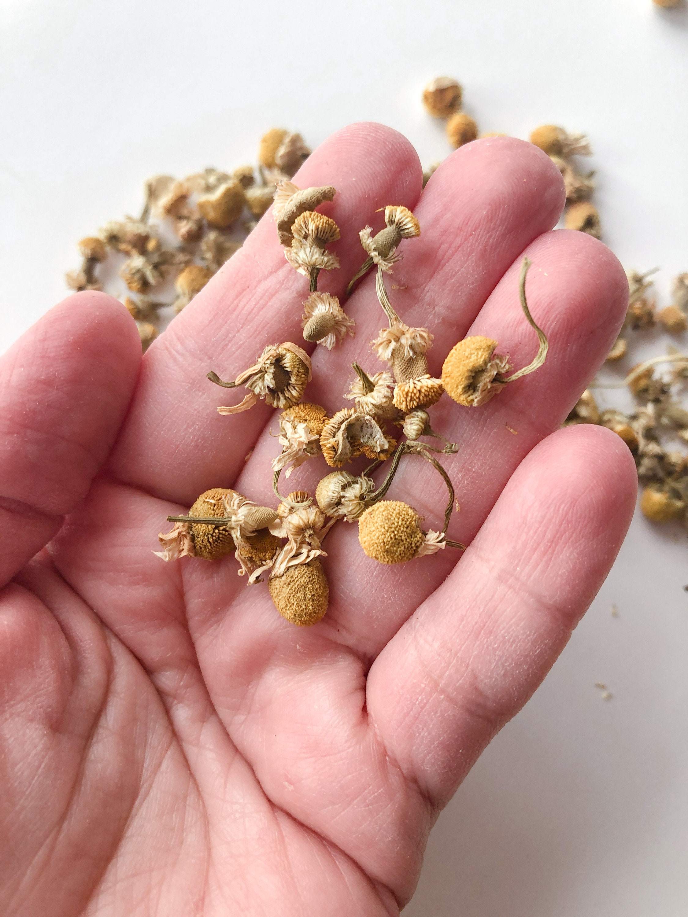 Buy Dried Chamomilechamomilebotanicals1 Oz Chamomile Flower Online in India Etsy