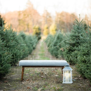 Christmas Tree Farm &gt;&gt; digital backdrop for photography composite &gt;&gt; grey bench with lantern, pine, Holiday family card background