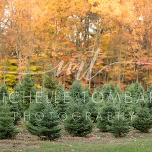 Christmas Tree Farm &gt;&gt; digital backdrop for photography composite &gt;&gt; foliage, pine trees, family card, nature background