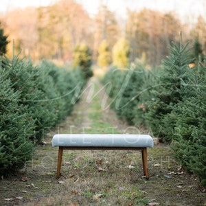 Christmas Tree Farm >> digital backdrop for photography composite >> grey bench, pine, Holiday family card background