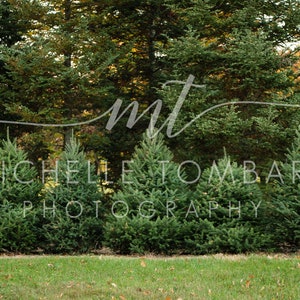 May include: A row of evergreen trees in a field with a green lawn in the foreground. The trees are all the same size and shape, and they are all green. The trees are in a row, and they are all close together. The trees are in a field, and there is a green lawn in the foreground. The trees are all the same size and shape, and they are all green. The trees are in a row, and they are all close together. The trees are in a field, and there is a green lawn in the foreground.