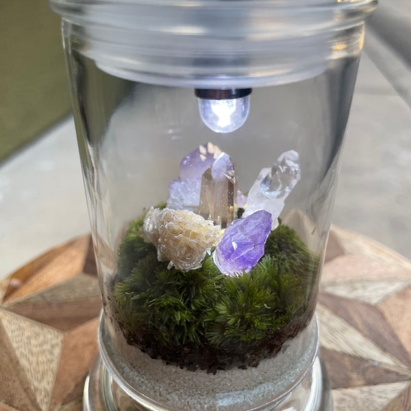 Mini crystal garden Terrarium with light and LIVE moss