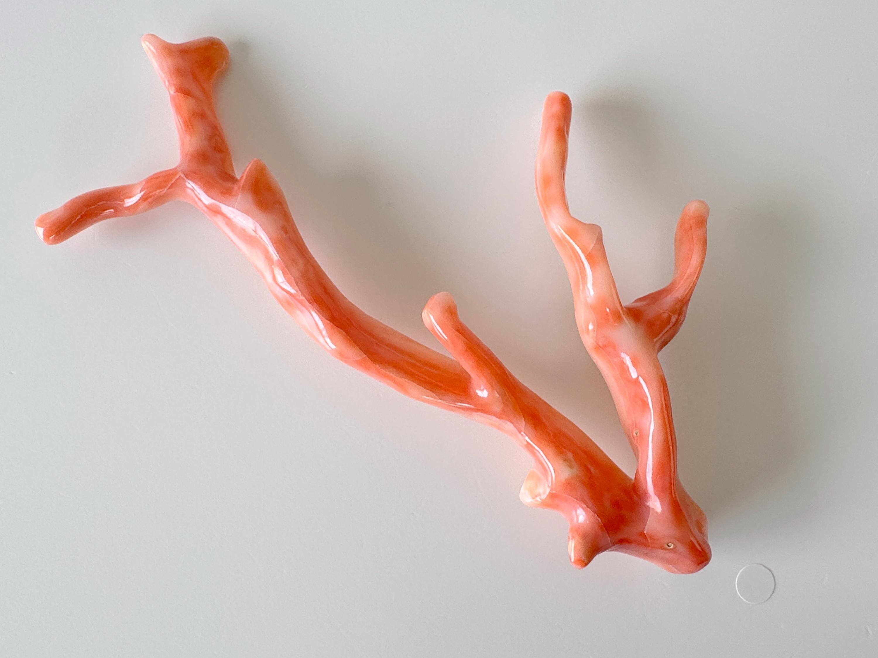 天然深海珊瑚の枝、ピンクオレンジ本珊瑚、14.5 x 7 cm - Etsy 日本