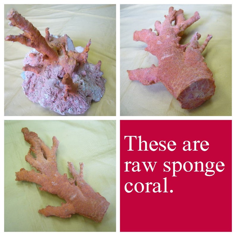 Natural Sponge Coral Square Loose 18 X 18mm Apple Coral Etsy