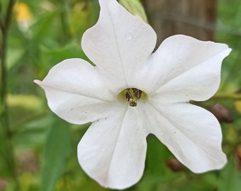 graines de tabac jasmin à fleurs blanche semences paysannes reproductibles organic seeds prix dégressif