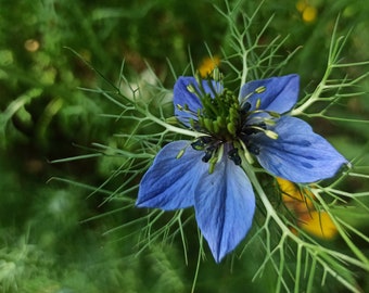 Graines de Nigelle de Damas Semences paysannes