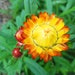 see more listings in the GRAINES section