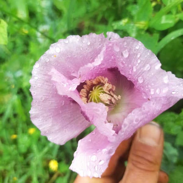 Graines de pavot somnifère varié, Papaver somniferum semence paysanne