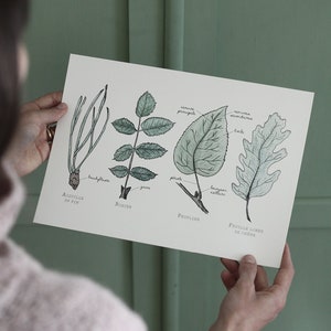 Illustrazione Erbario Acquerello, Botanica, Foglie, Natura, Arte da parete, Poster, Mappa, Pannello didattico Scienze naturali, Leo Bizard