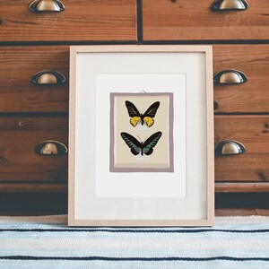 Butterflies, Poster, Taxidermy, Art Mural, Print, Leo Bizard