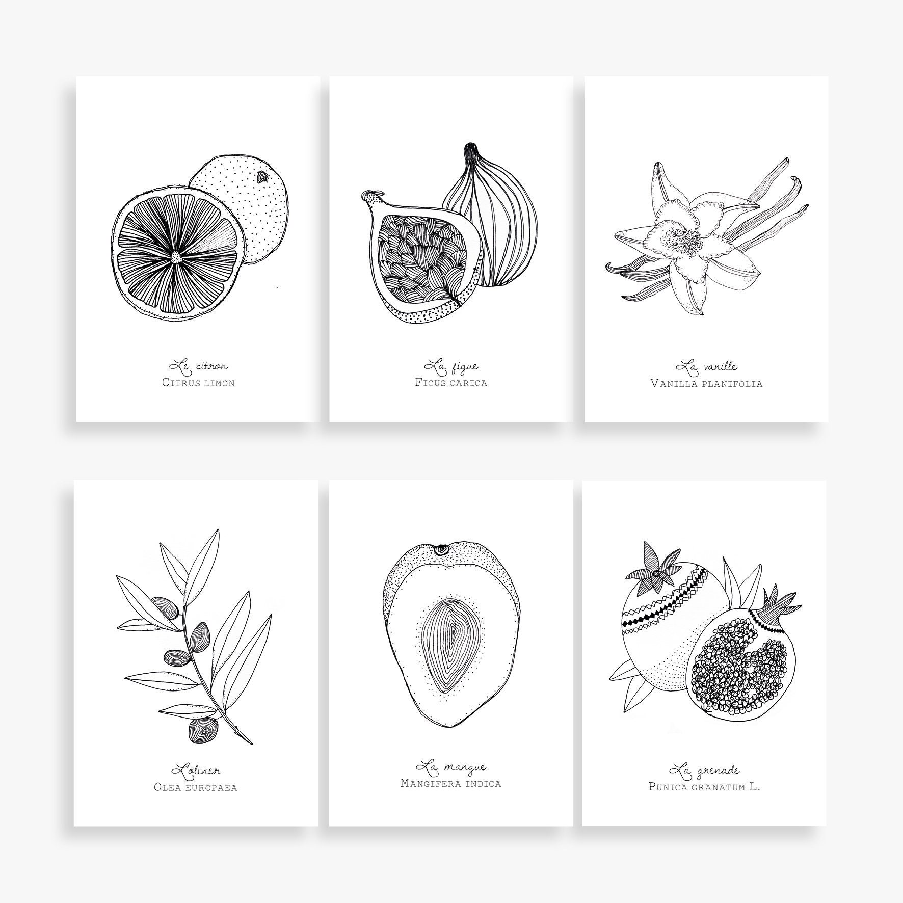 Affiche Fruits, Noir et Blanc, Graphisme Minimaliste, Art Mural, Nature, Collection Planches Botaniq