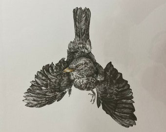 Highly Detailed Drawing of a Found Dead Female Blackbird Which had Fallen in the Most Amazing Position. 005 Pen Study onto White A3 Card