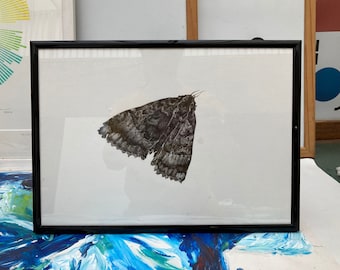 Framed Study of a Found Dead Moth in 005 Pen and Black Ink Drawn onto A4 White Card. Highly Detailed Scientific Illustration of Dead Moth.