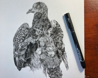 Detailed Anatomical Study of a Found Dead Pigeon. Drawn in Pen with White Ink Detailing. Carefully Considered Nature Study, Bird Anatomy