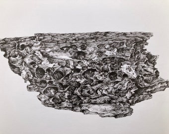 Highly Detailed Pen Study of Driftwood, in 0.05 Pen, Black Ink. Scientific Illustration of Natural Forms.