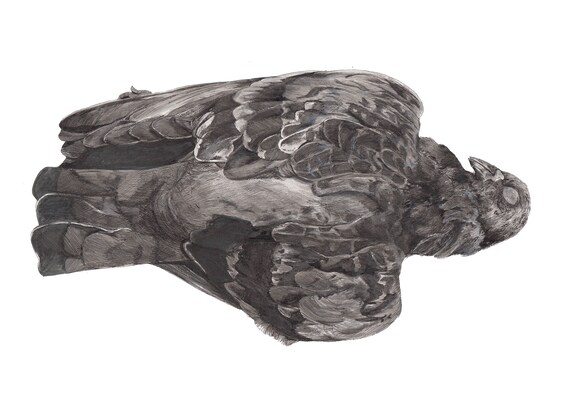 Hand Drawn Pigeon Print Dead Pigeon Pen And Ink Dot Drawing Etsy
