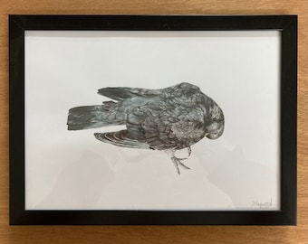 Framed Detailed Drawing of a Found Dead UK Pigeon in 005 Pen, Black and Grey Ink with White Detailing. Scientific Illustration of Dead Bird