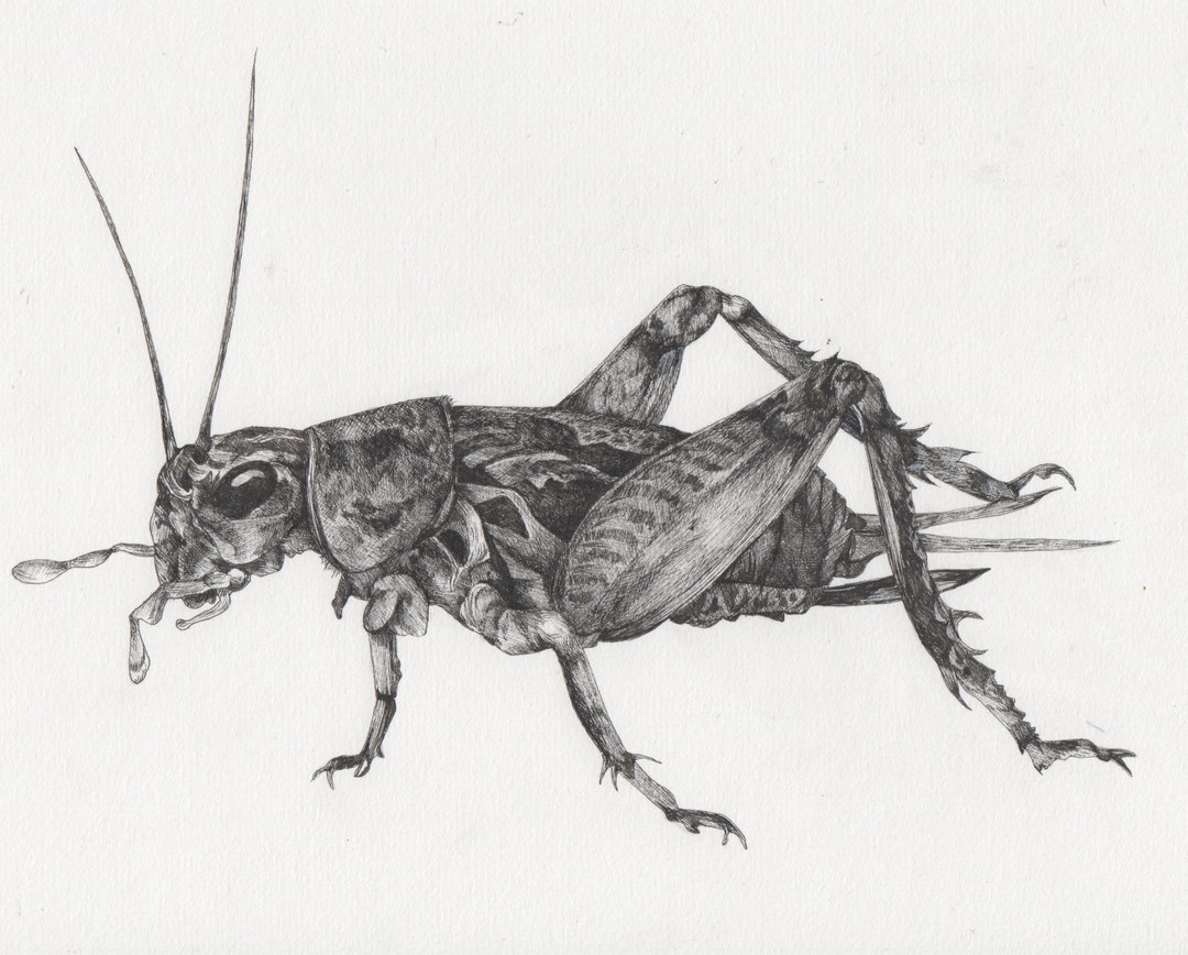 Buy A Detailed Pen Drawing of a Cricket insect Quirky and Unique Drawing,  Ideal for Anyone Interested in Insects, Bugs and Nature. Online in India -  Etsy
