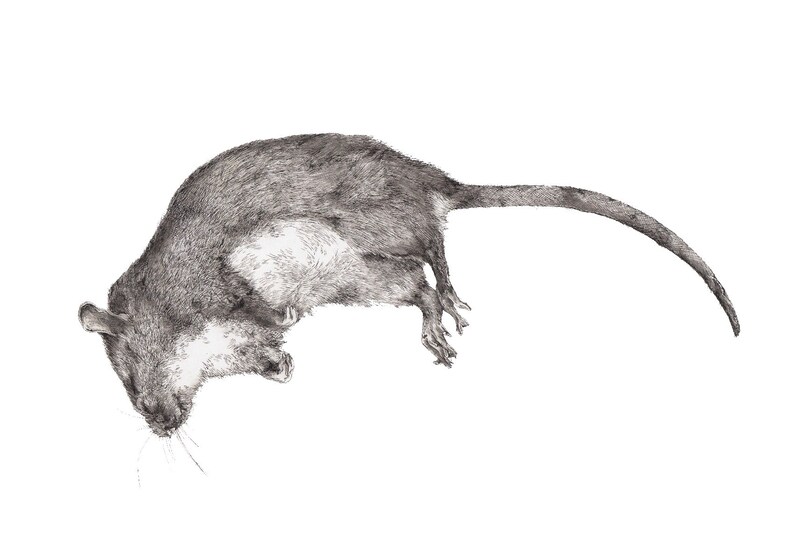 Hand Drawn Rat Print Dead Rat Pen and Ink Dot Drawing Print Etsy