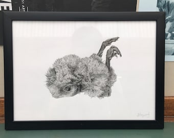 Illustration / Dead Chick / Dead Bird / Framed Pen & Ink Drawing / Unique Artwork / Anatomy, Nature or Wildlife Lovers