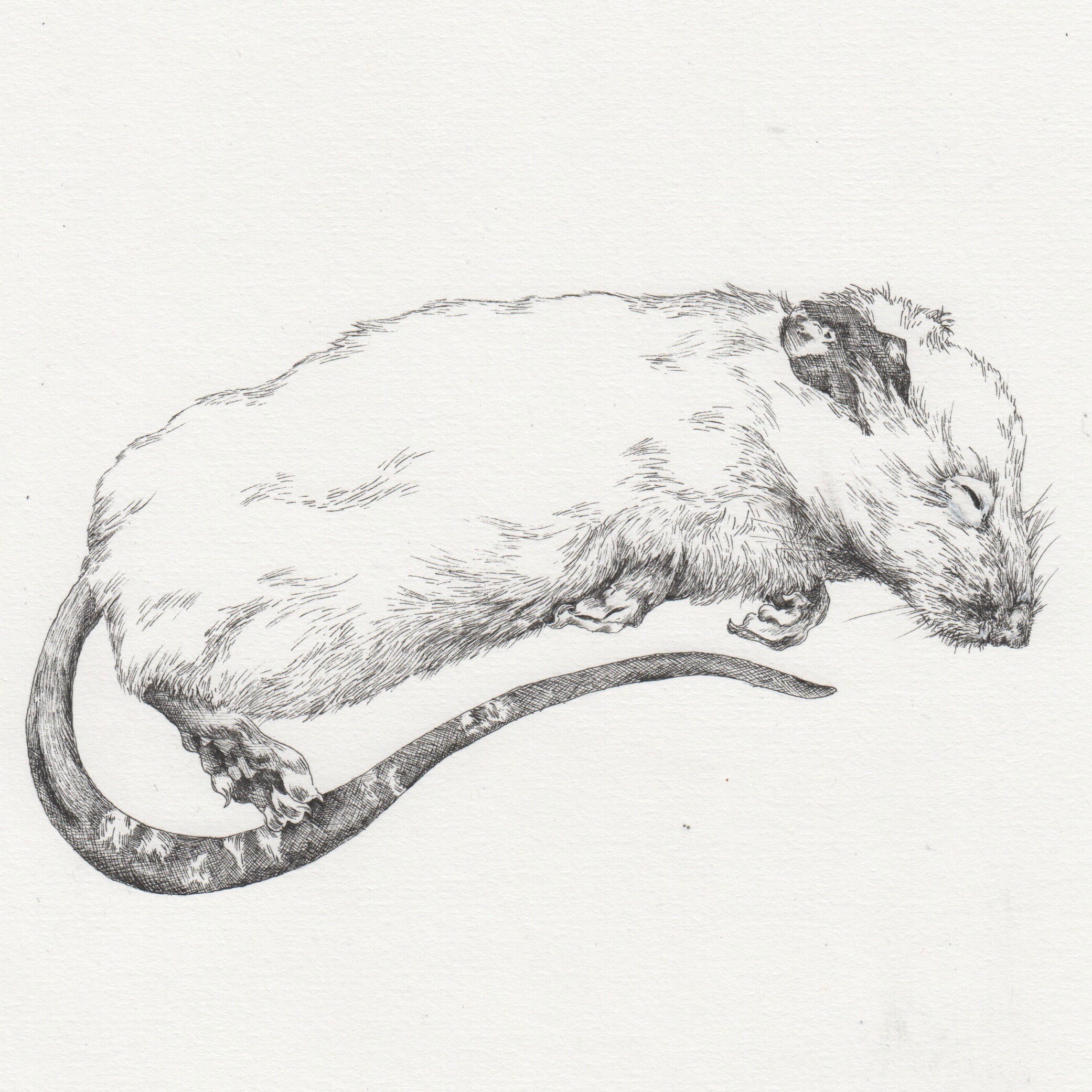 Ratón muerto dibujo - Etsy España Ratón muerto dibujo - Etsy España