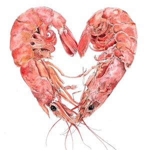 A digital scan of a watercolour image of two pink prawns curled around to make a heart shape.
