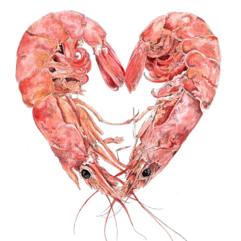 A digital scan of a watercolour image of two pink prawns curled around to make a heart shape.