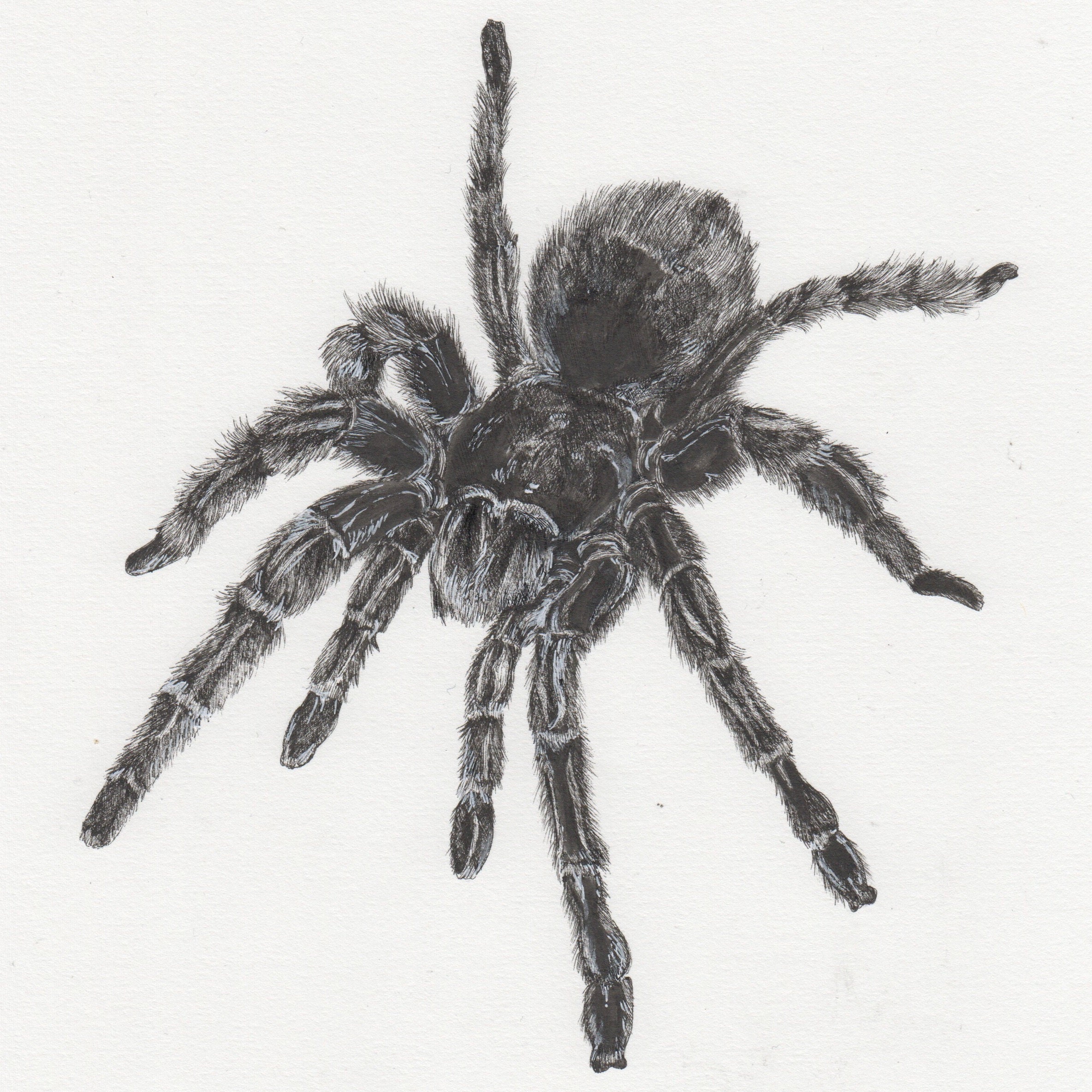 Sketch design tarantula on white background Vector Image