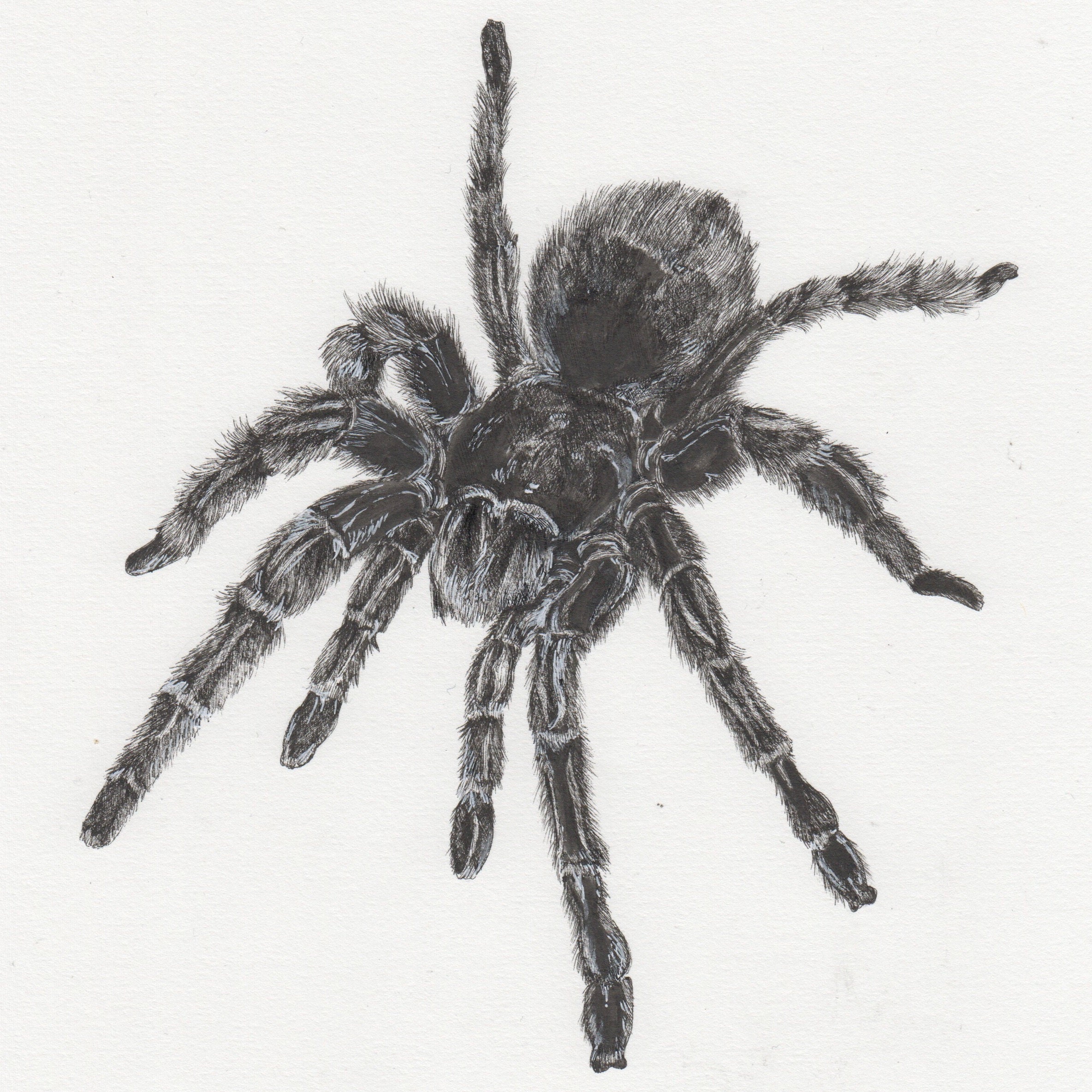 Pen Drawing of a Tarantula Perfect Either as a Gift for a Spider Lover or  as a Scare for Someone Who Isn't so Keen - Etsy