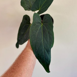 Subsignatum Anthurium - Etsy