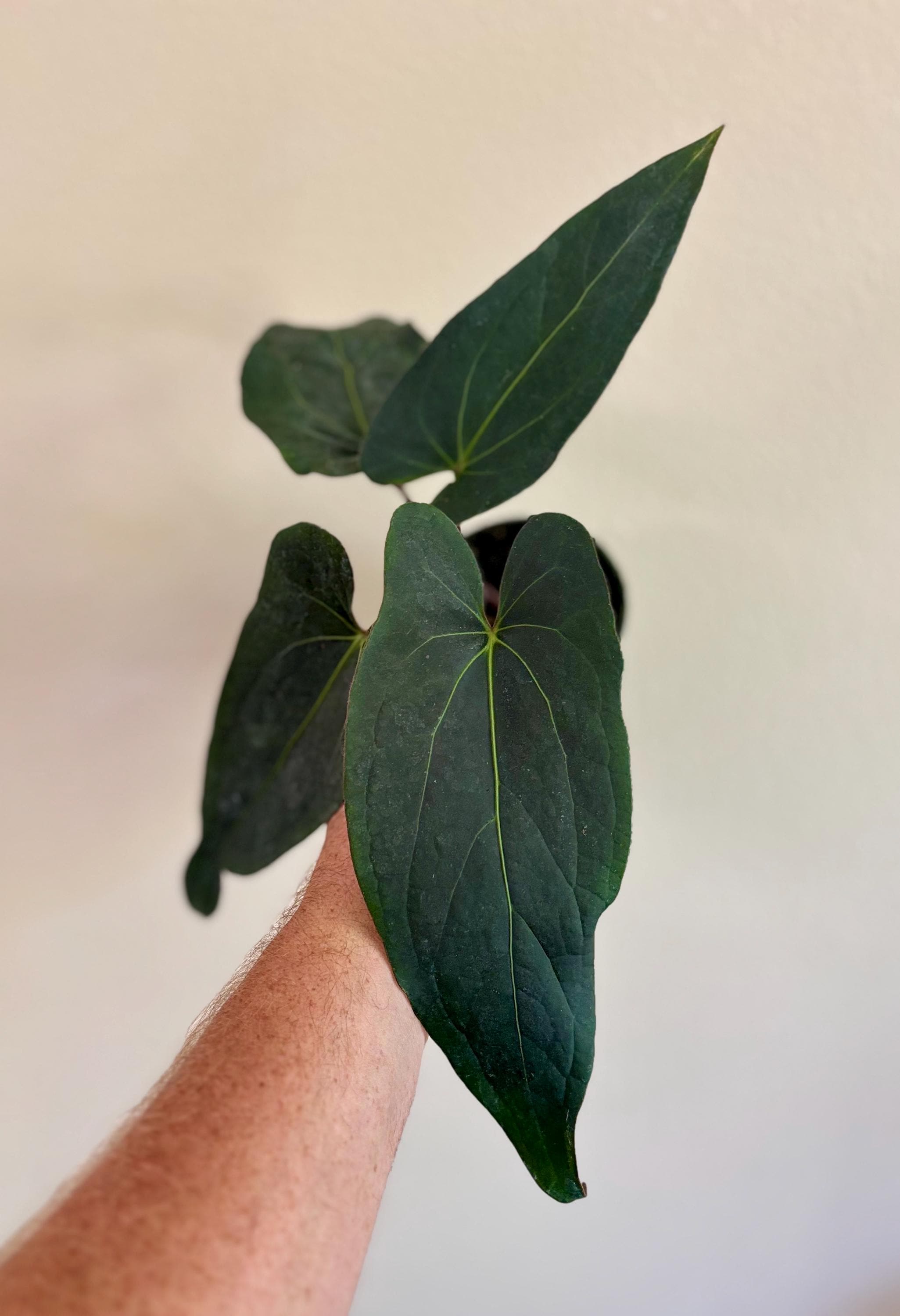 Anthurium Subsignatum - Etsy