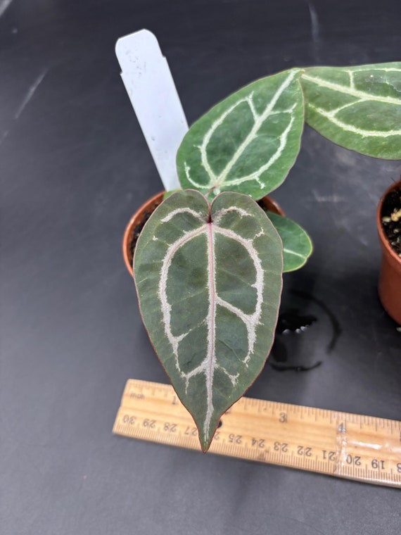 Anthurium Red Crystallinum 5