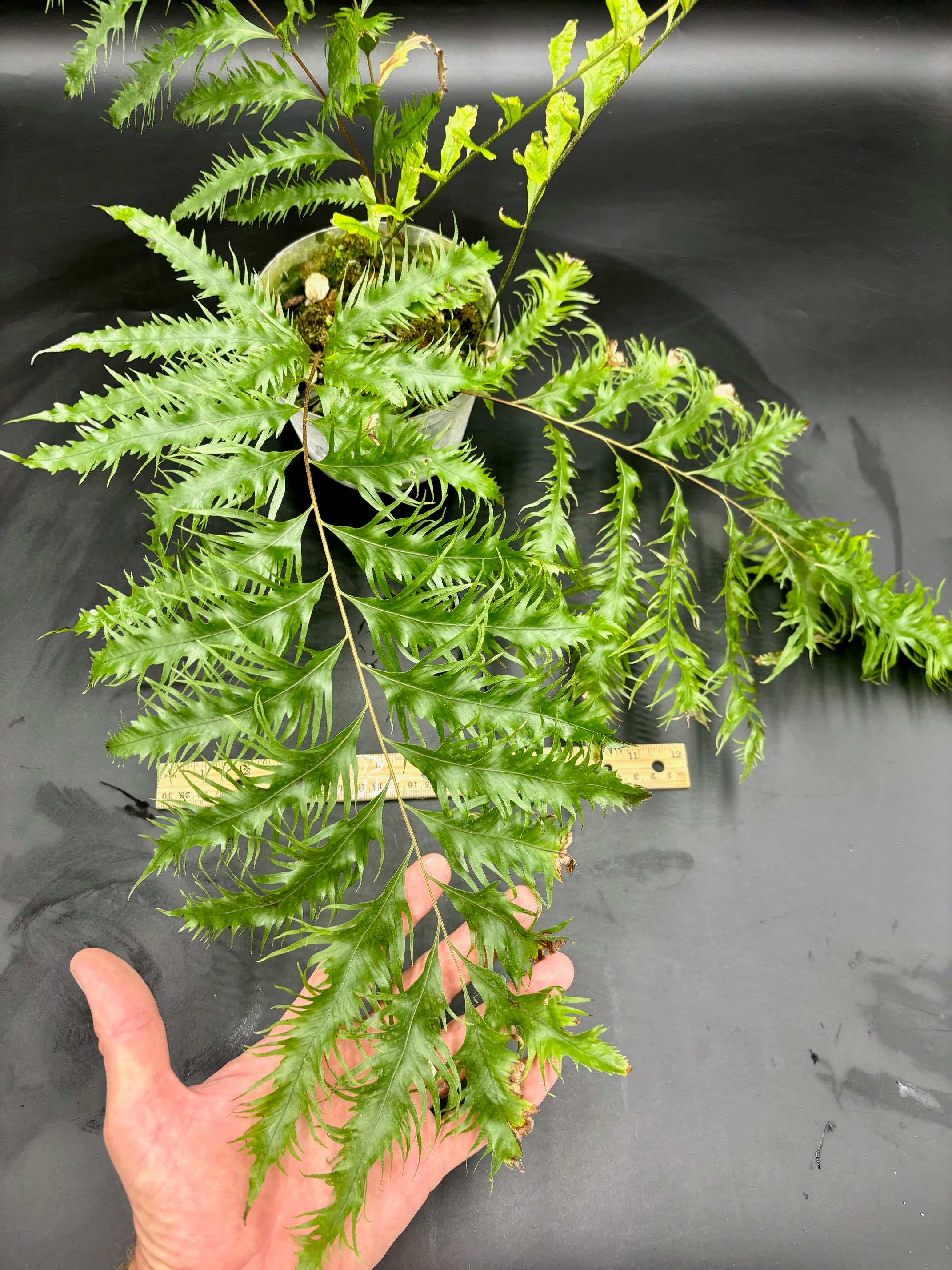 Drynaria rigidula 'Whitei' 株分け① ドリナリア シダ・ラン・食虫