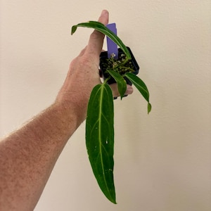 May include: A small potted plant with long, dark green leaves and a prominent central vein. The plant is held in a square black pot with a purple tag. The leaves have a textured surface and are slightly curved.