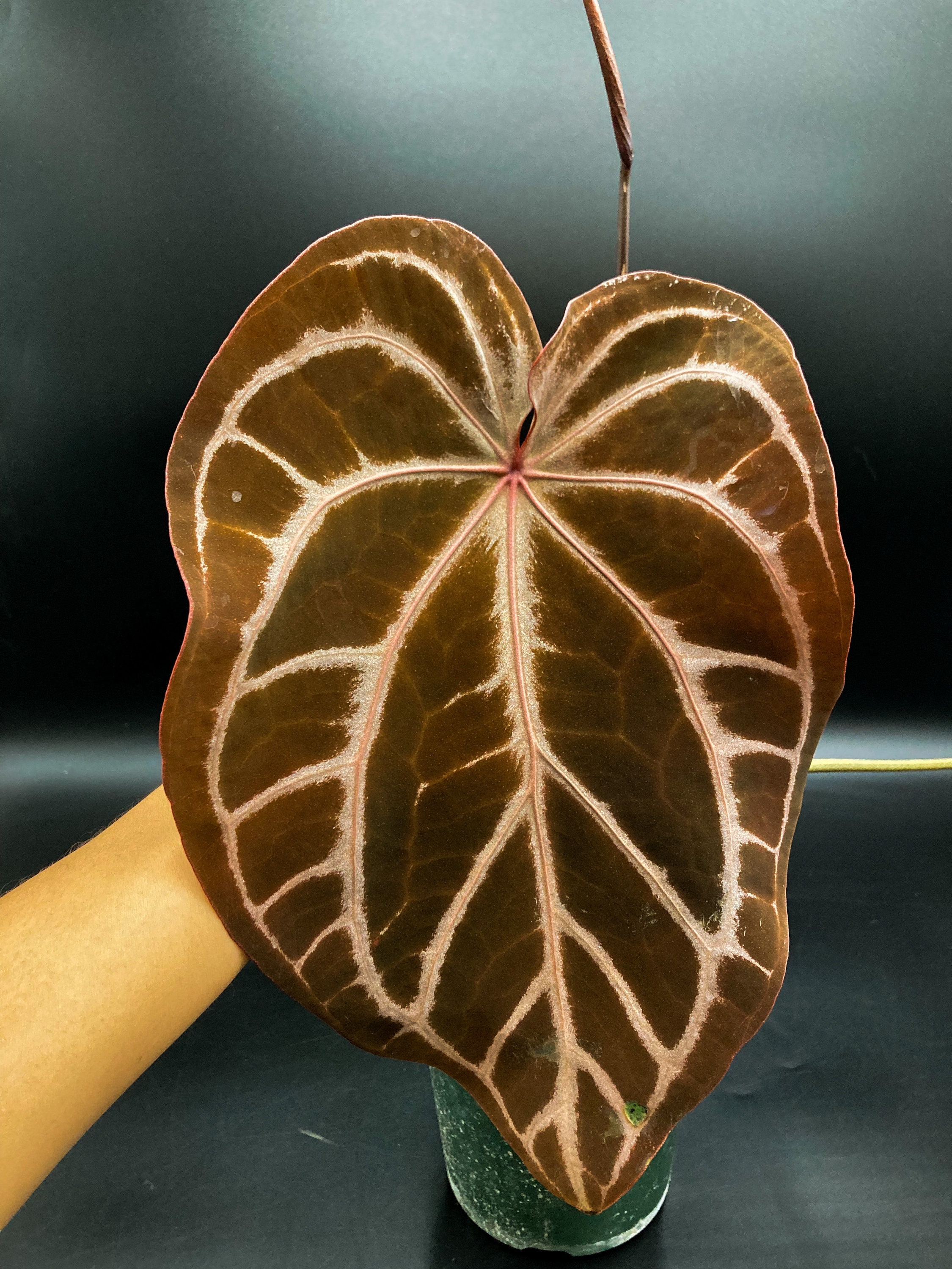Anthurium SKG Silver - Etsy