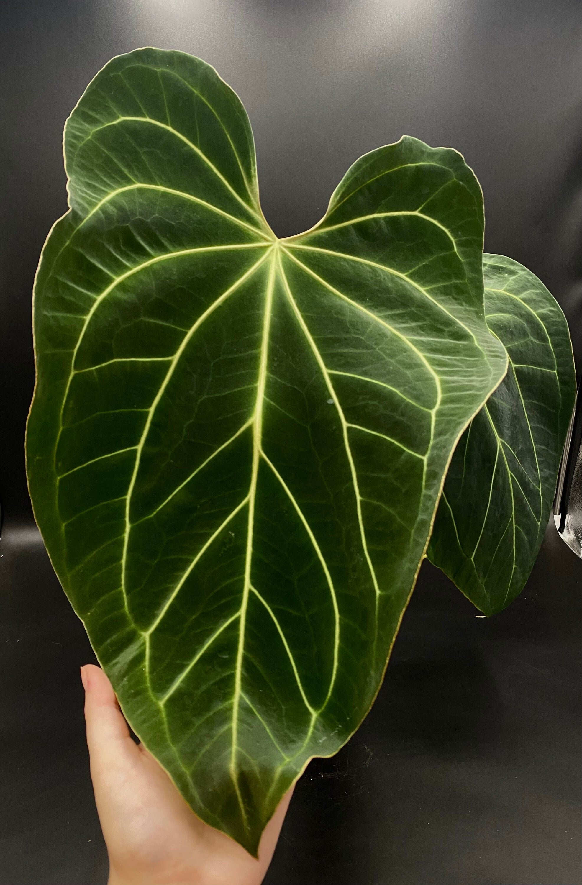 s*b様 anthurium fs×aos フォートシャーマン×エースオブスペー Anthurium Ace Of Spades 