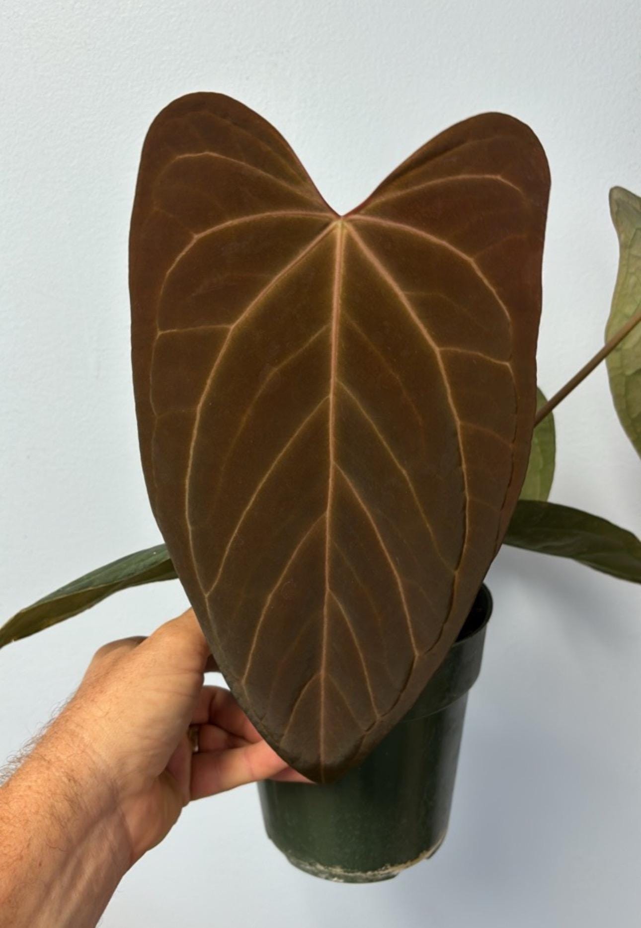 Anthurium Portillae Dorito - Etsy