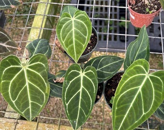 Anthurium Tim Anderson Regale x self 4” - Grower’s Choice