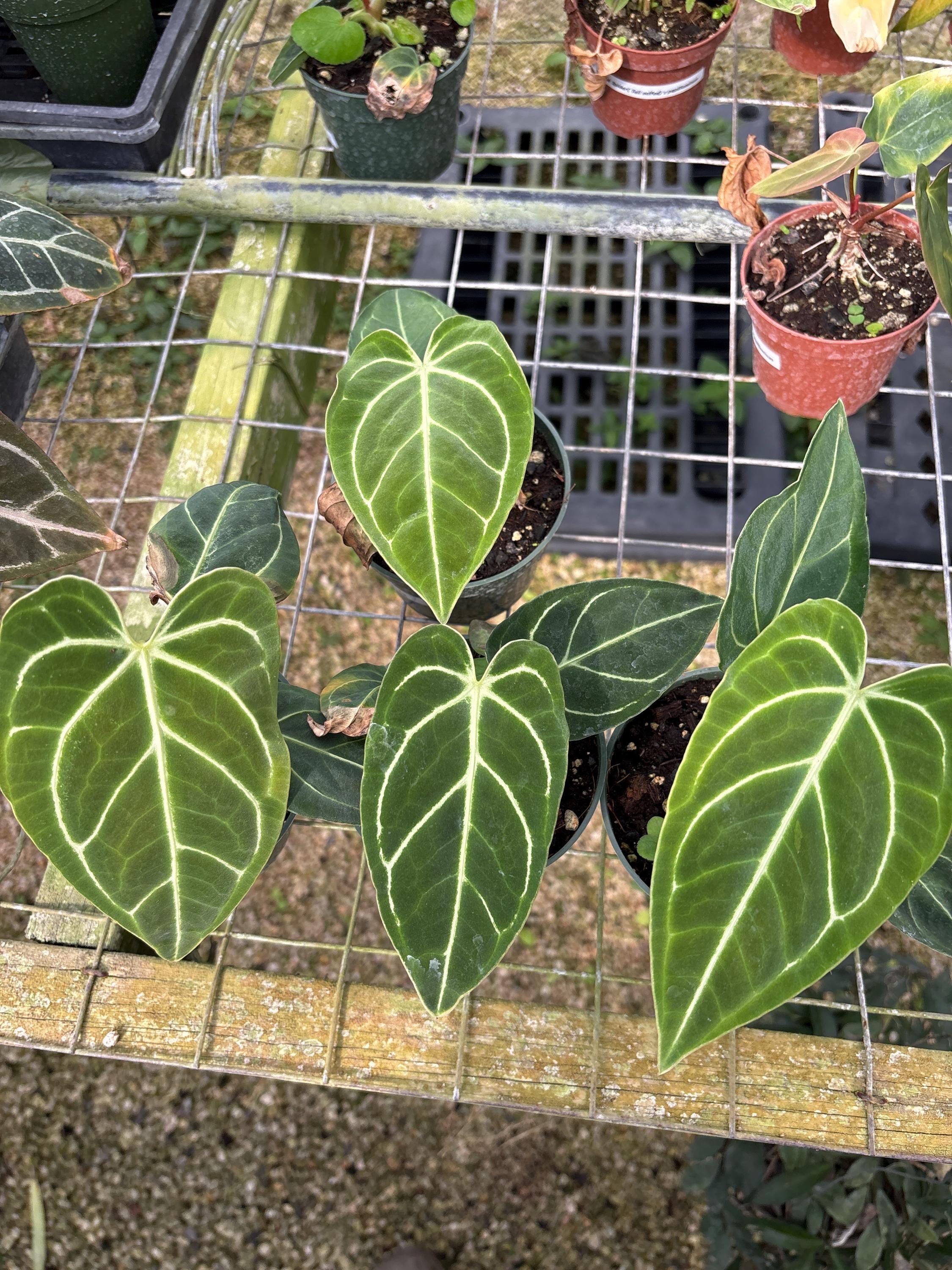 bogenhanf bunte spitzen Sansevieria Cylindrica Straight -Spaghetti VELVET TOUCHZ®- 15-20 cm  Bogenhanf Zimmerpflanze main image 1