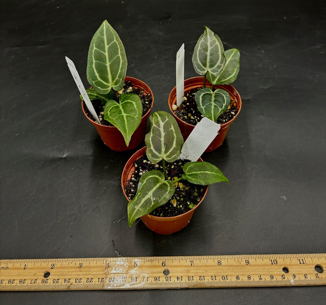 【最終セール】Anthurium \