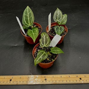 Anthurium Zara X Self - Etsy