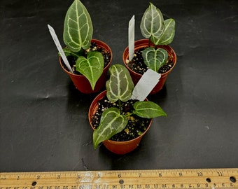 Scott Cohen Anthurium Antolakii (known as BVEP) X NSE Anthurium