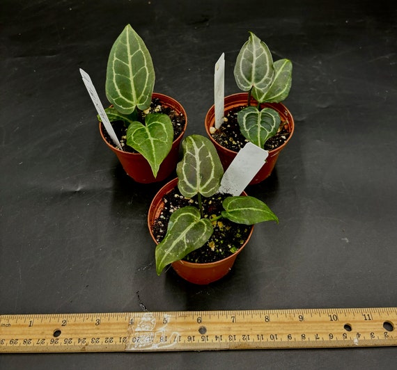 Anthurium Tim Anderson Black X Self - Grower's Choice - Etsy