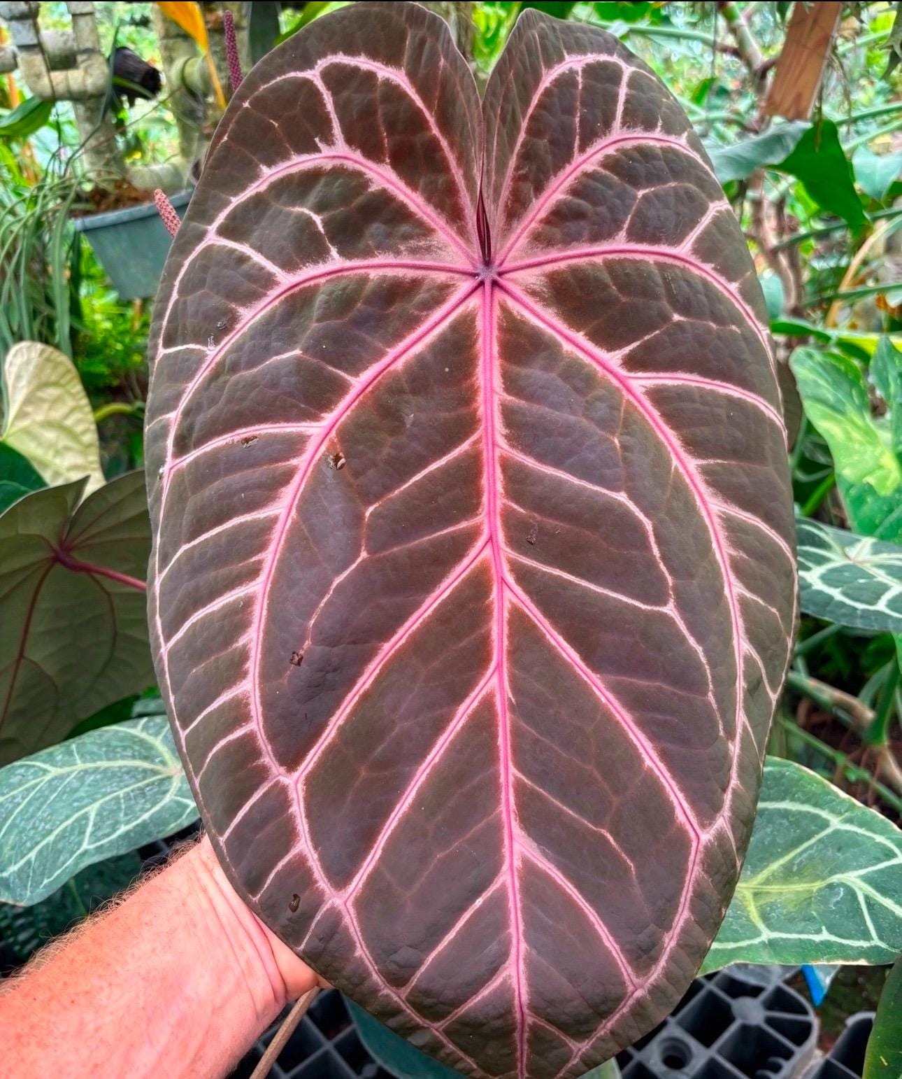 Tezula Purple Crystal X Red Crystal 3” Pots - Grower's