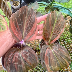 anthurium gigi Anthurium magnificum x A. Nigrolaminum ‘Gigi’ For Sale – Logee's Plants
